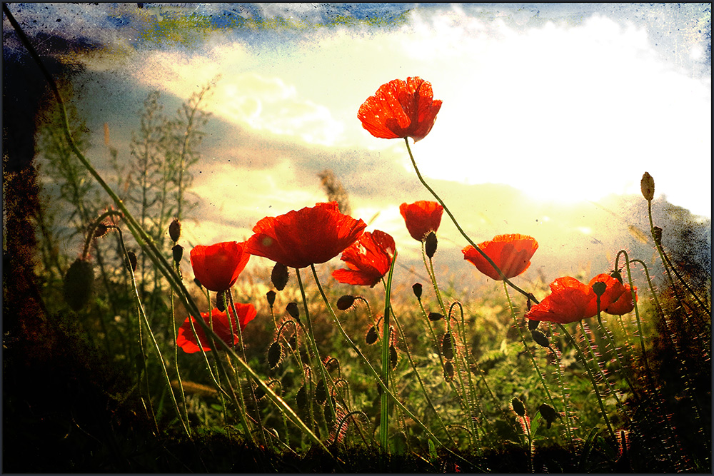 []...später.mohn...[]