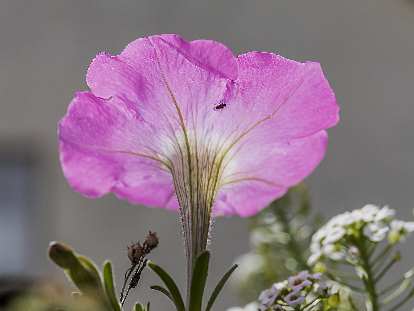 spätes Balkonblümchen im Herbstlicht