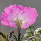 spätes Balkonblümchen im Herbstlicht