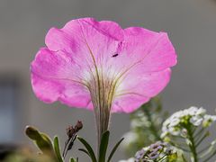 spätes Balkonblümchen im Herbstlicht