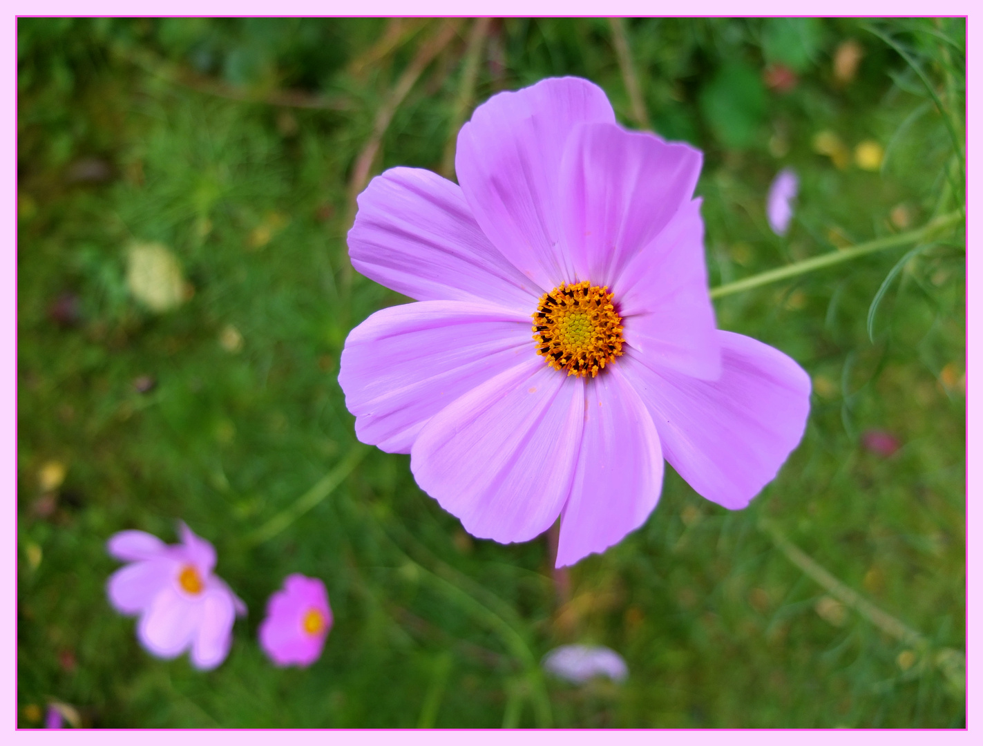 spätes Blümchen