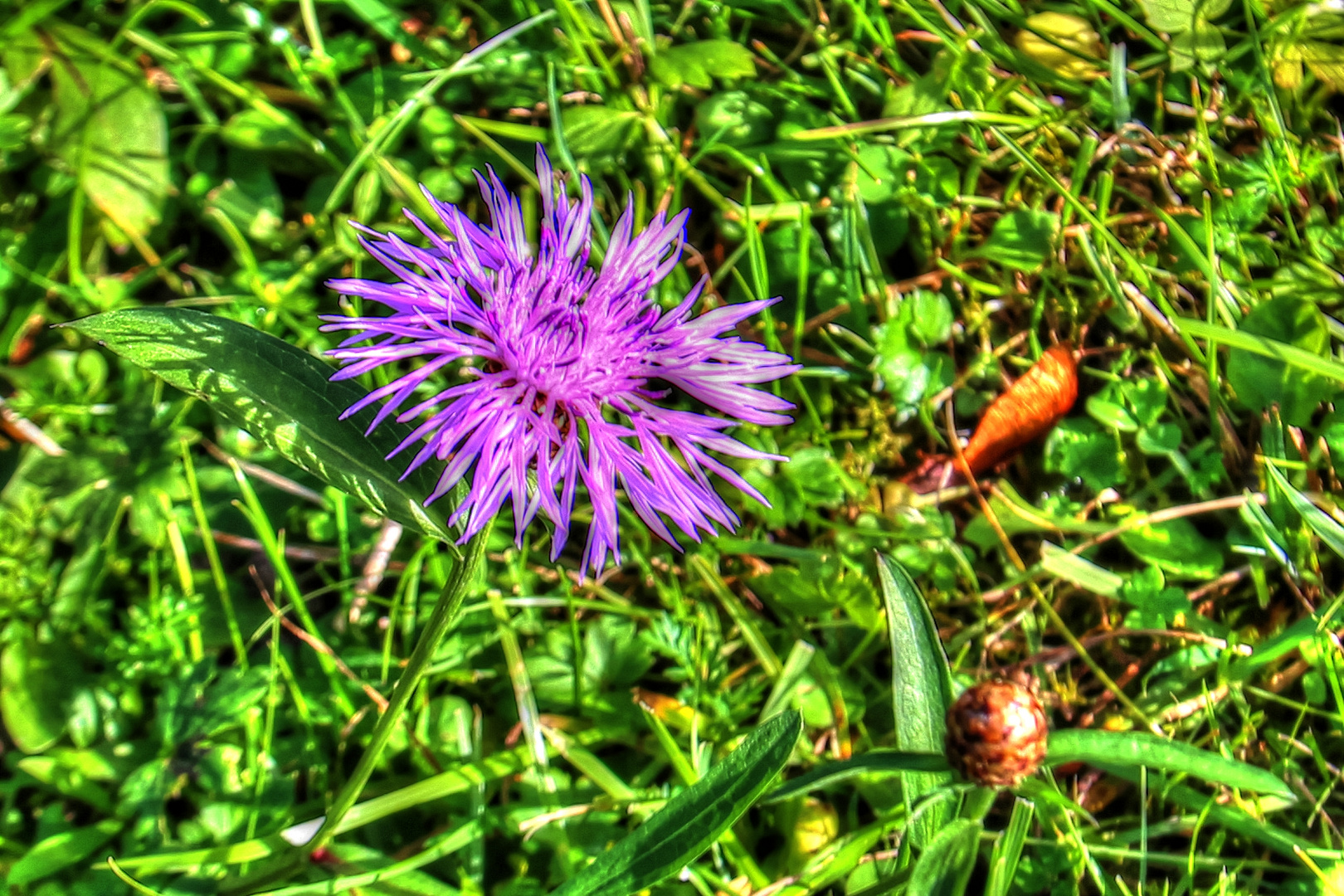 Spätes Herbstblümchen