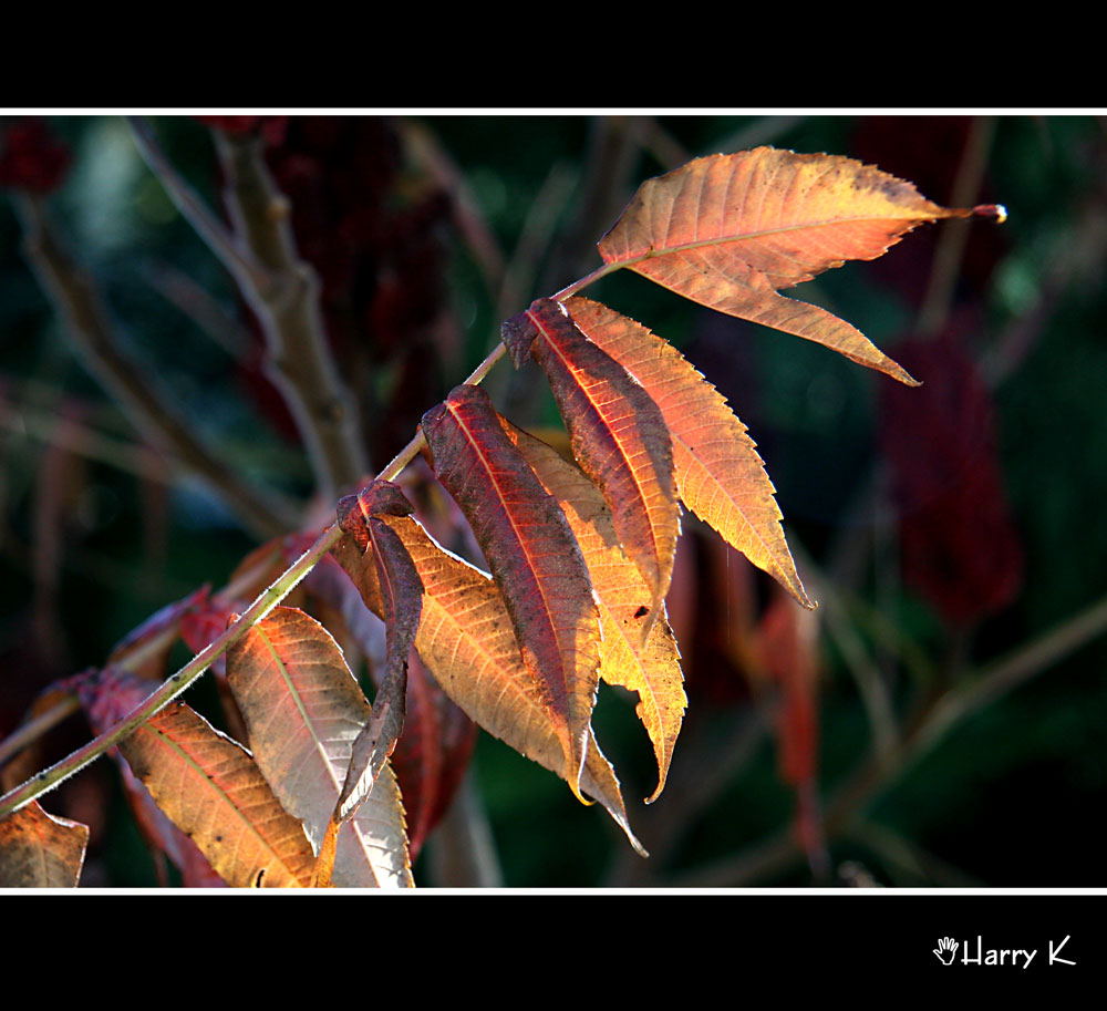 Spätes Herbstlicht