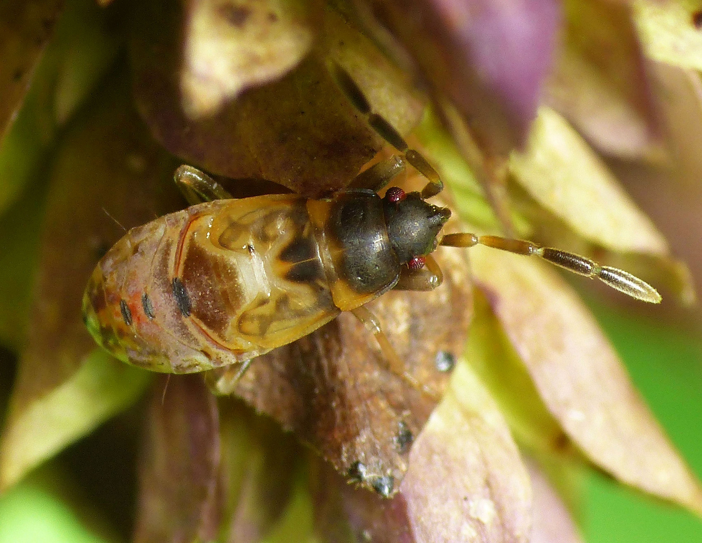 Spätes Larvenstadium des Nessel-Wichts (Scolopostethus affinis)