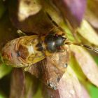 Spätes Larvenstadium des Nessel-Wichts (Scolopostethus affinis)