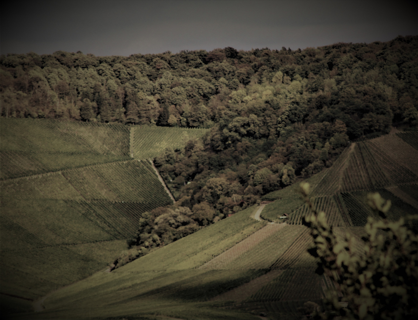 Spätes Licht auf den Weinbergen rund um den Rotenberg