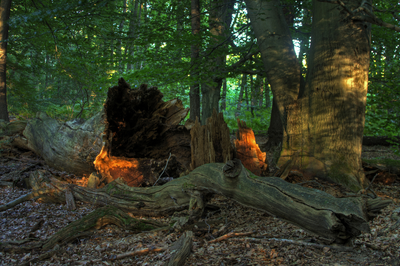 Spätes Wald-Licht