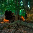 Spätes Wald-Licht