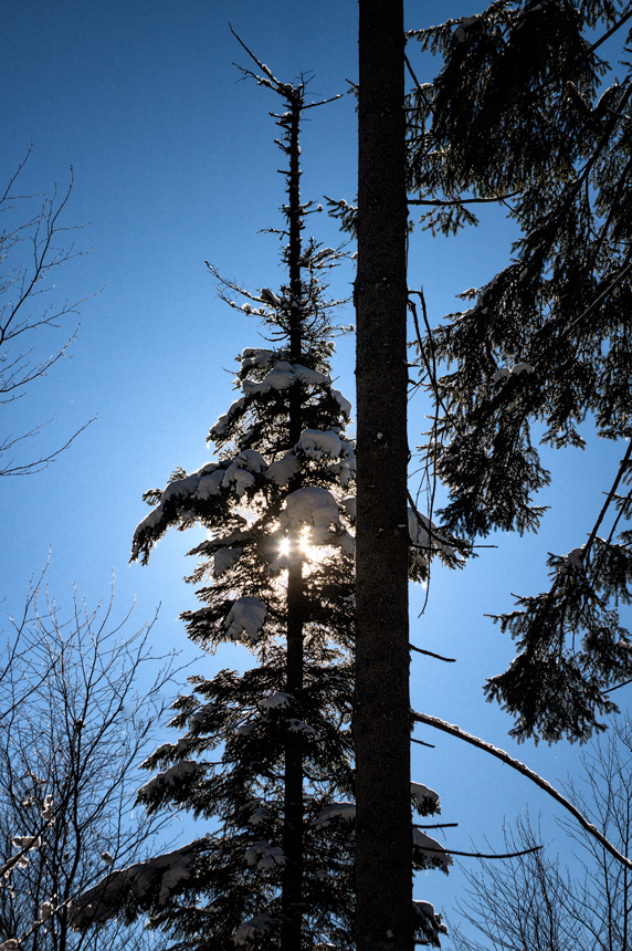 Spätes Winterlicht