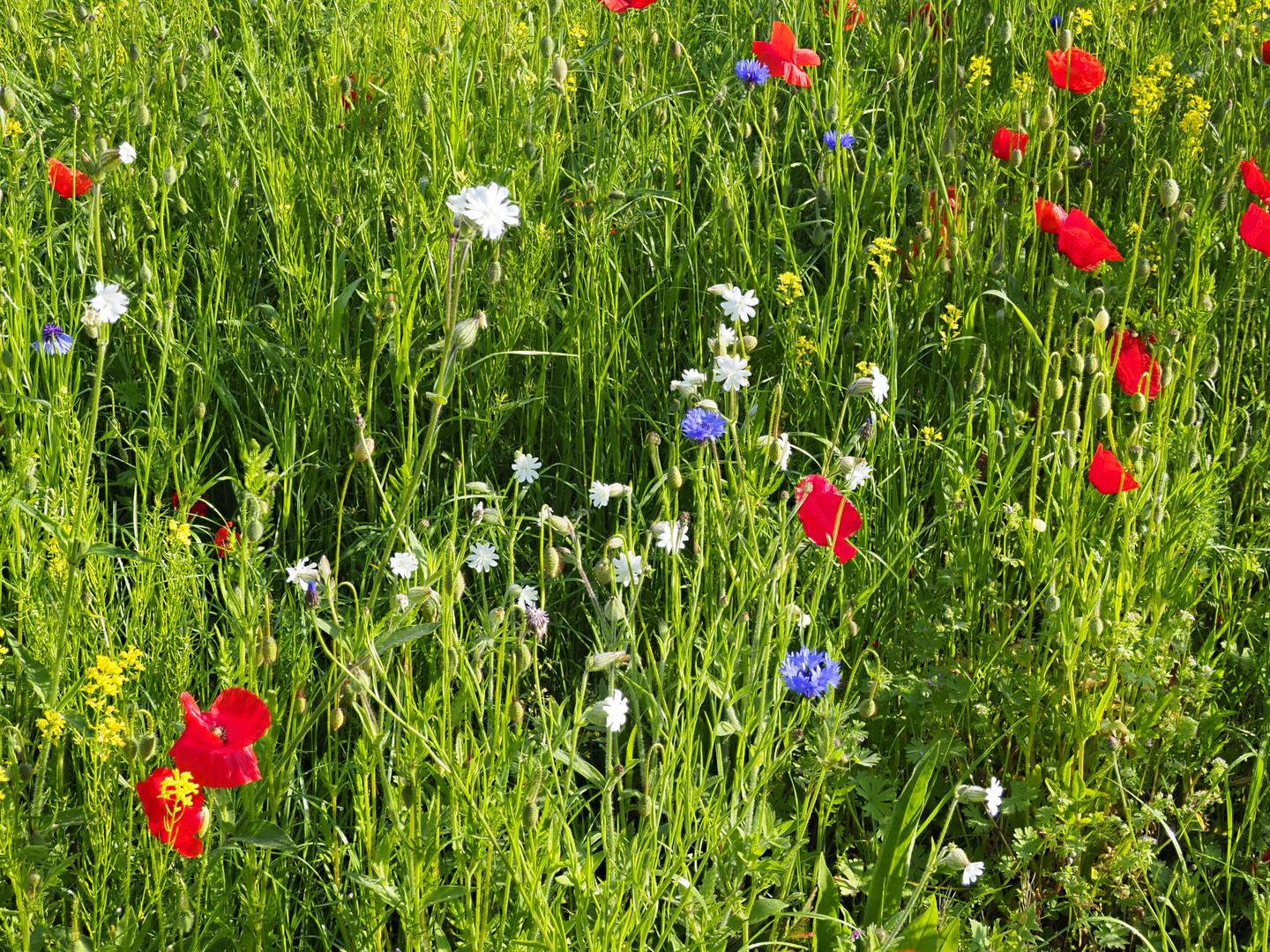 Spätfrühling