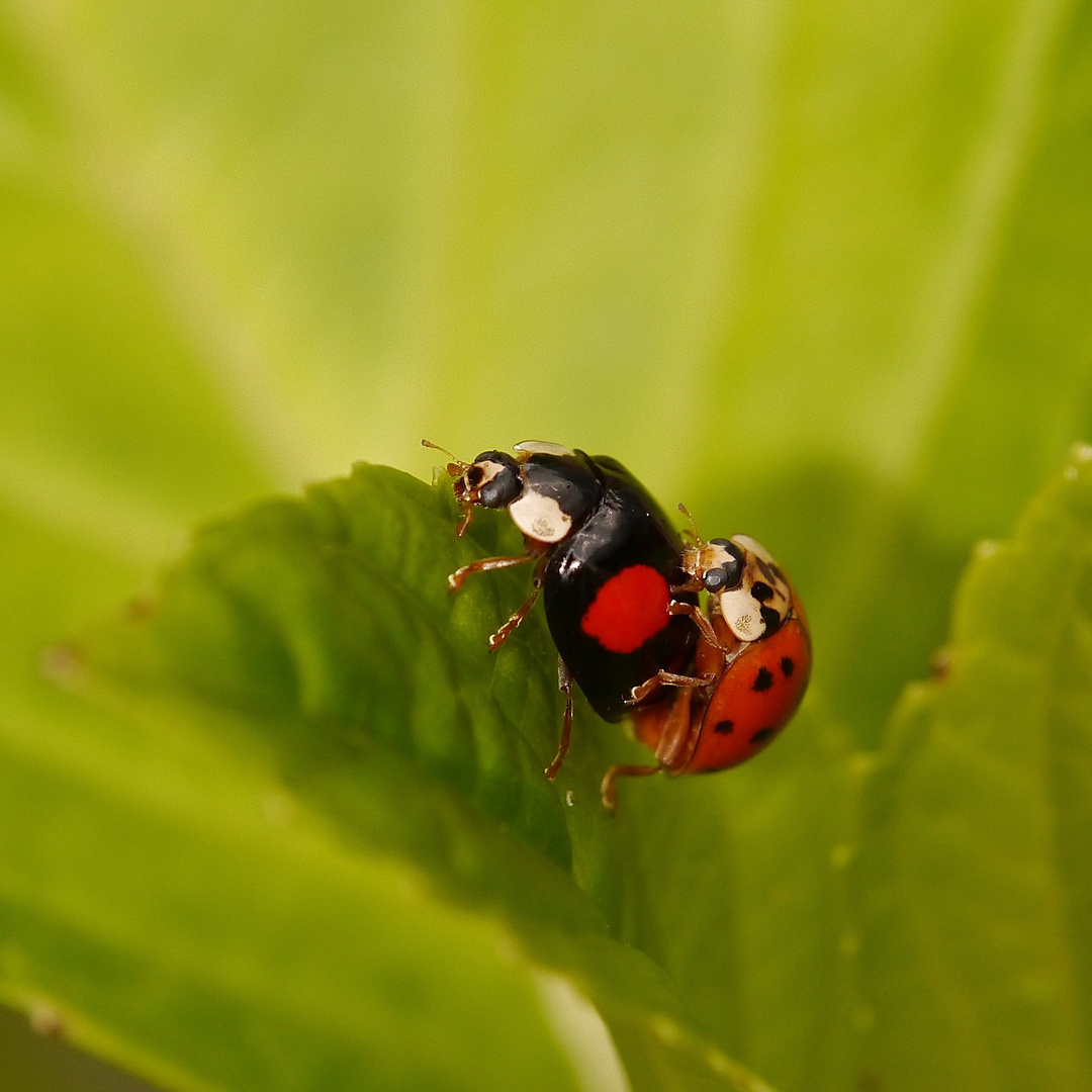 Spätfrühling bei Käferchen