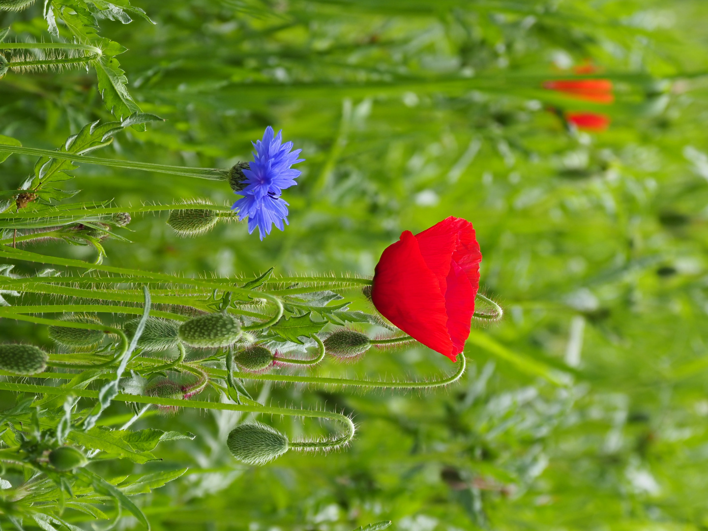 Spätfrühling