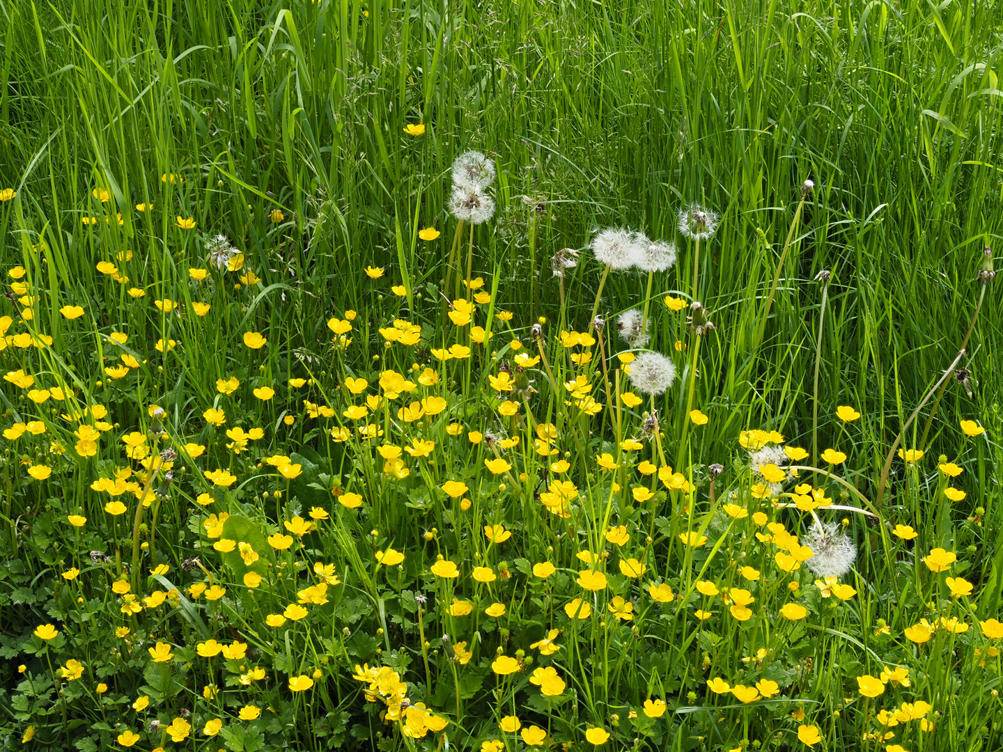 Spätfrühling