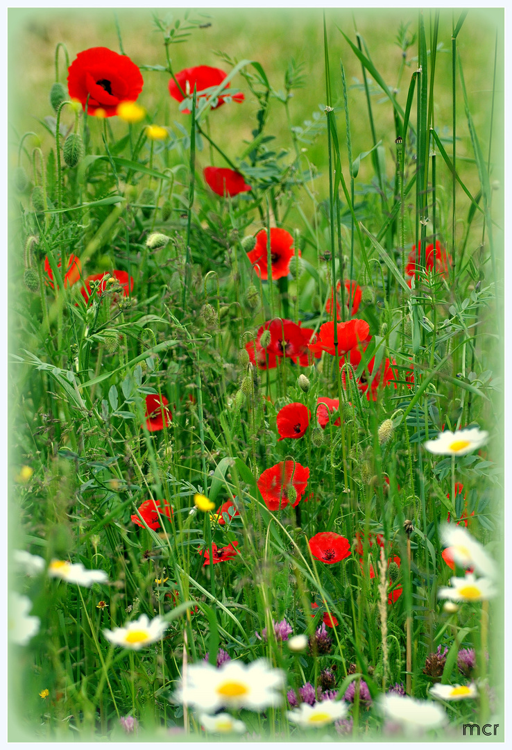 Spätfrühling / Frühsommer