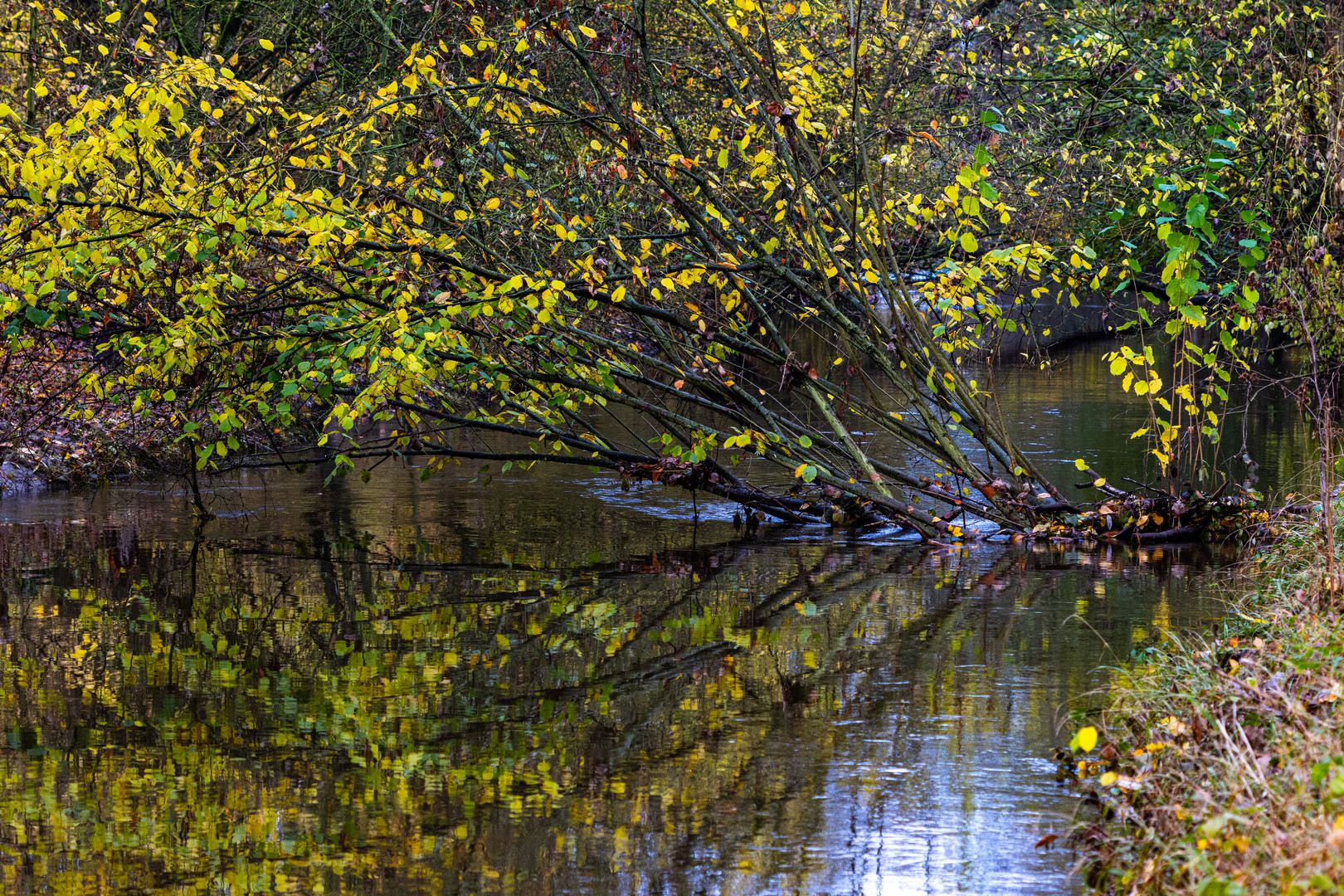 Spätherbst am Fluss