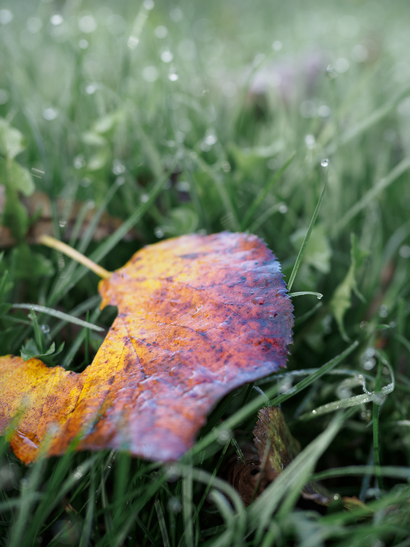 Spätherbst am Morgen II