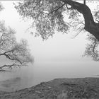 Spätherbst am Rhein