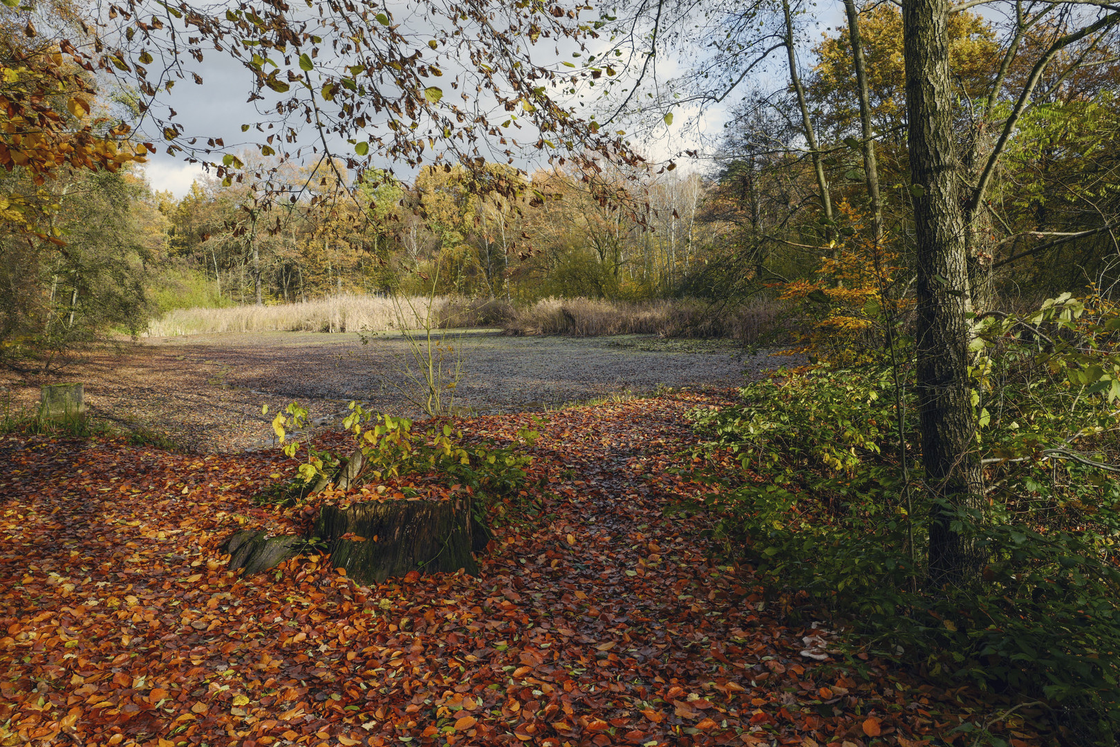 Spätherbst am Teich 2