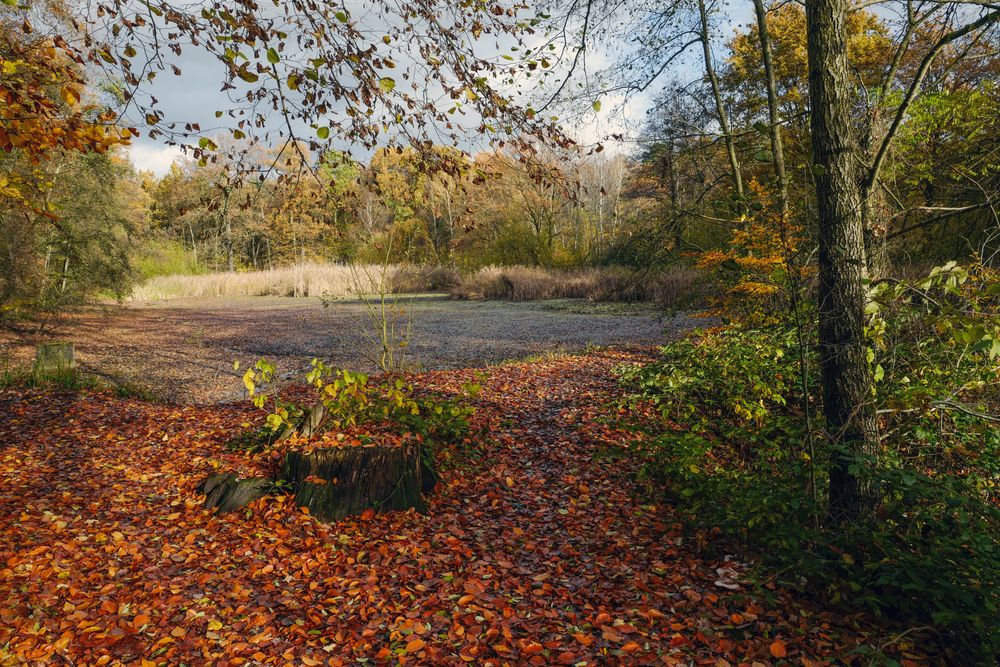 Spätherbst am Teich 2