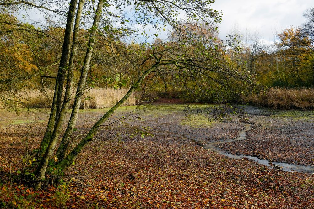 Spätherbst am Teich 3