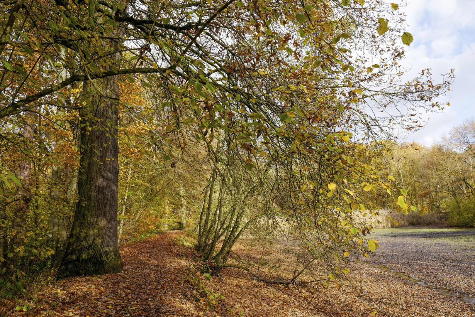 Spätherbst am Teich 4