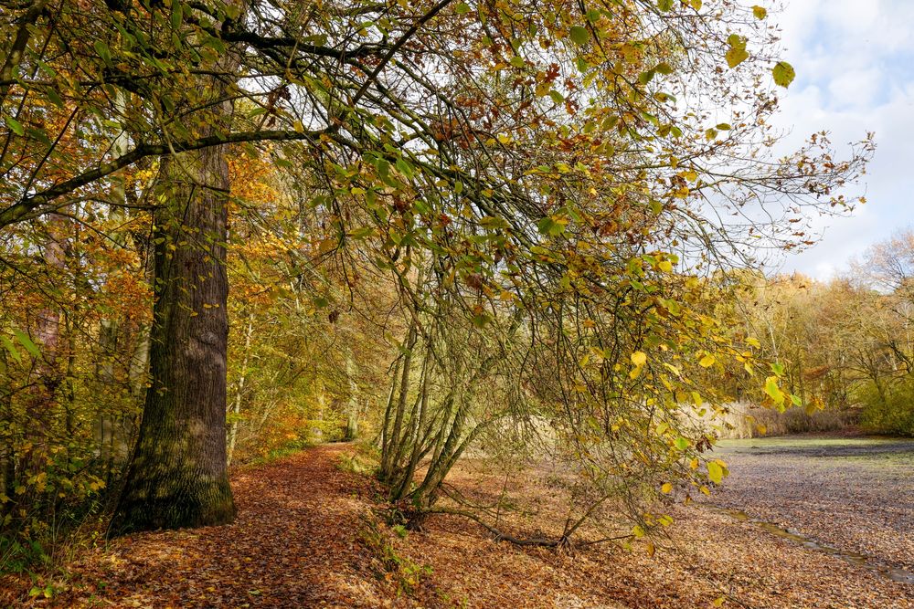 Spätherbst am Teich 4