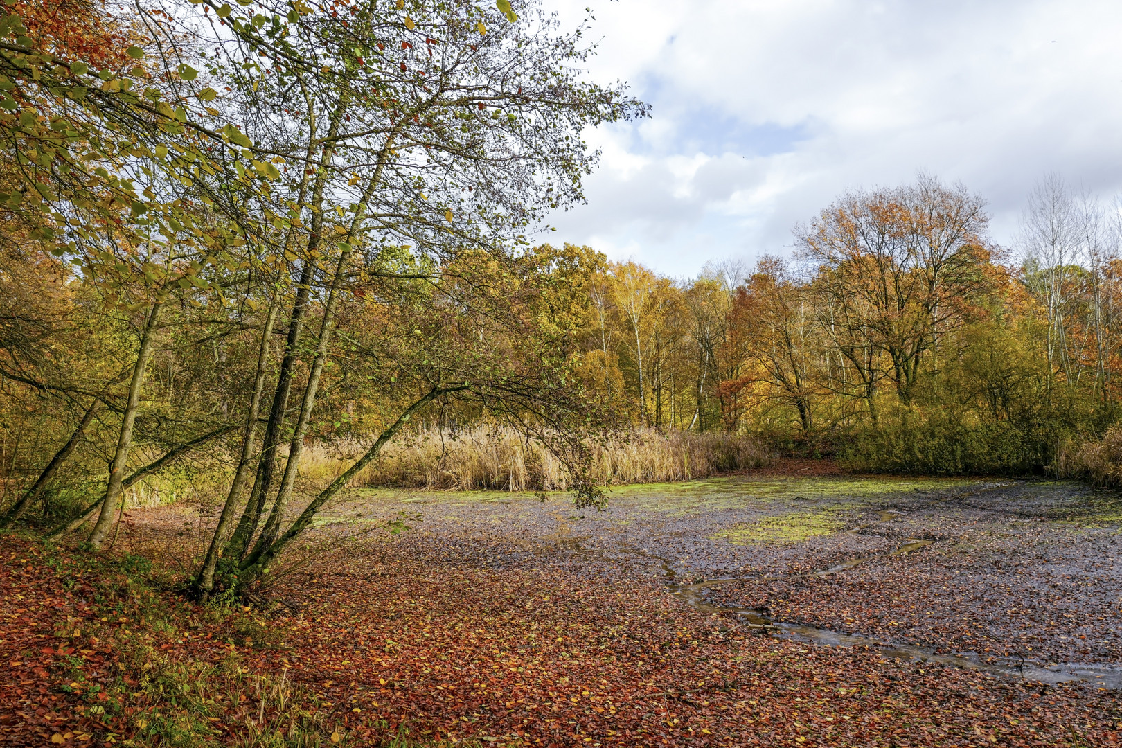 Spätherbst am Teich