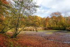 Spätherbst am Teich