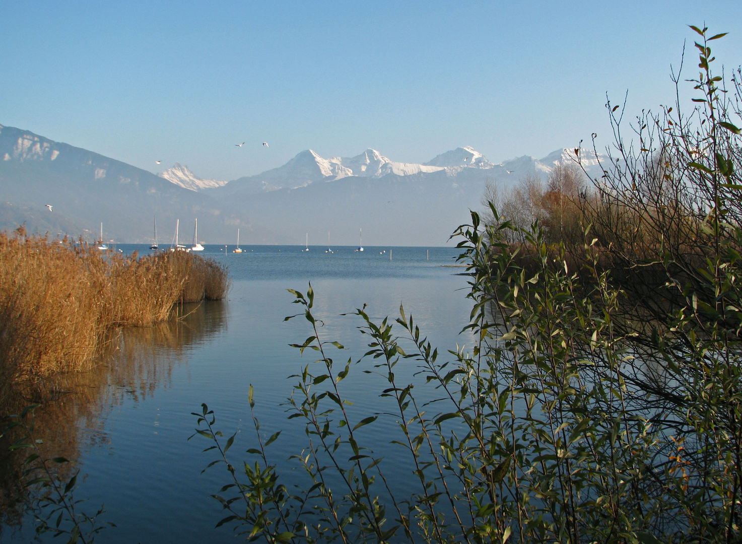 Spätherbst am Thunersee 2