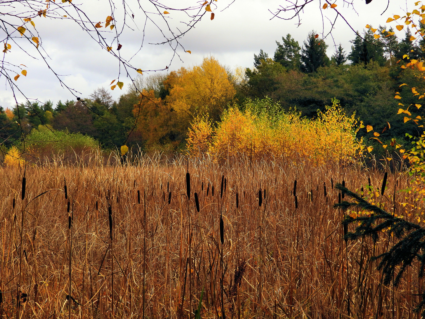 Spätherbst am Waldteich (01)