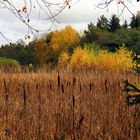 Spätherbst am Waldteich (01)