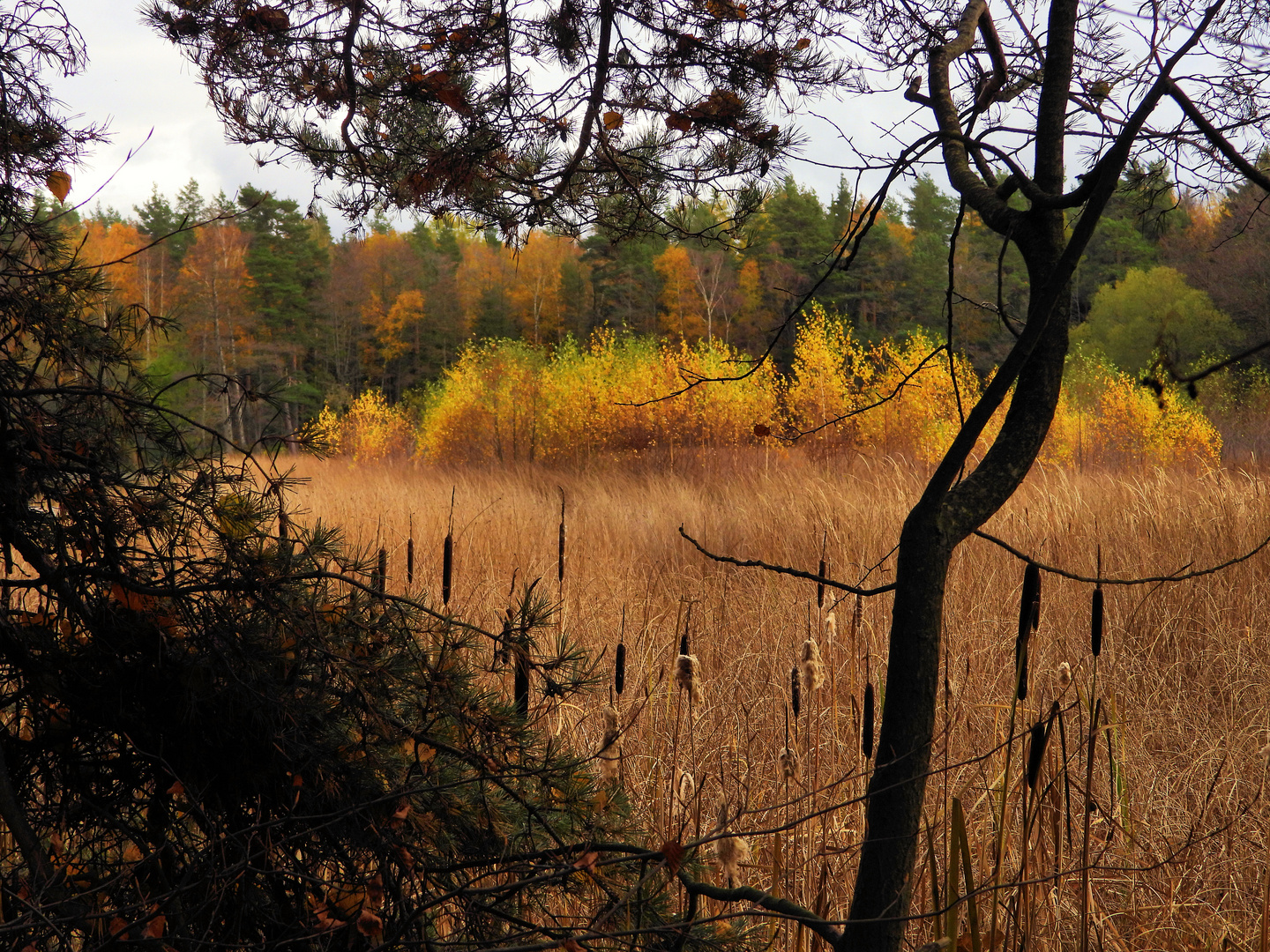 Spätherbst am Waldteich (2)