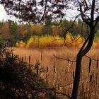 Spätherbst am Waldteich (2)