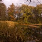 Spätherbst am Waldteich