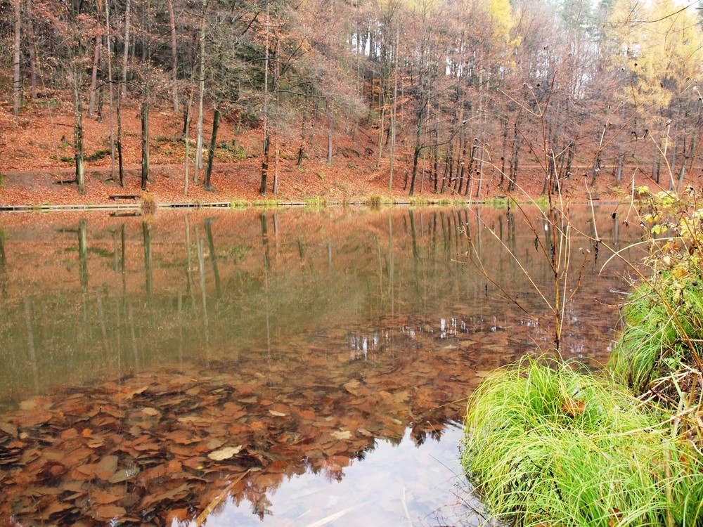 Spätherbst an einem See im Königsforst