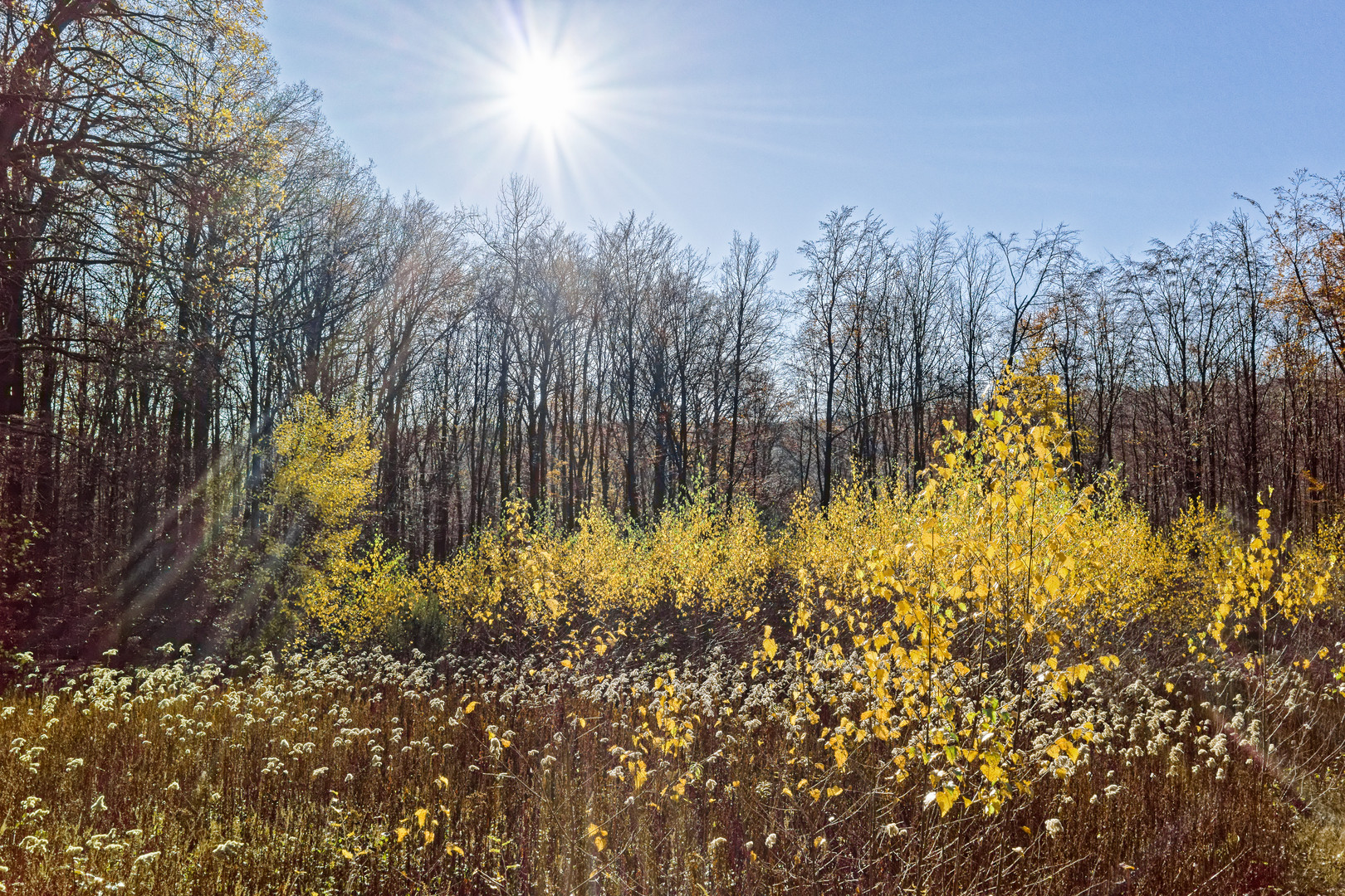 Spätherbst auf der Waldlichtung