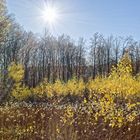 Spätherbst auf der Waldlichtung