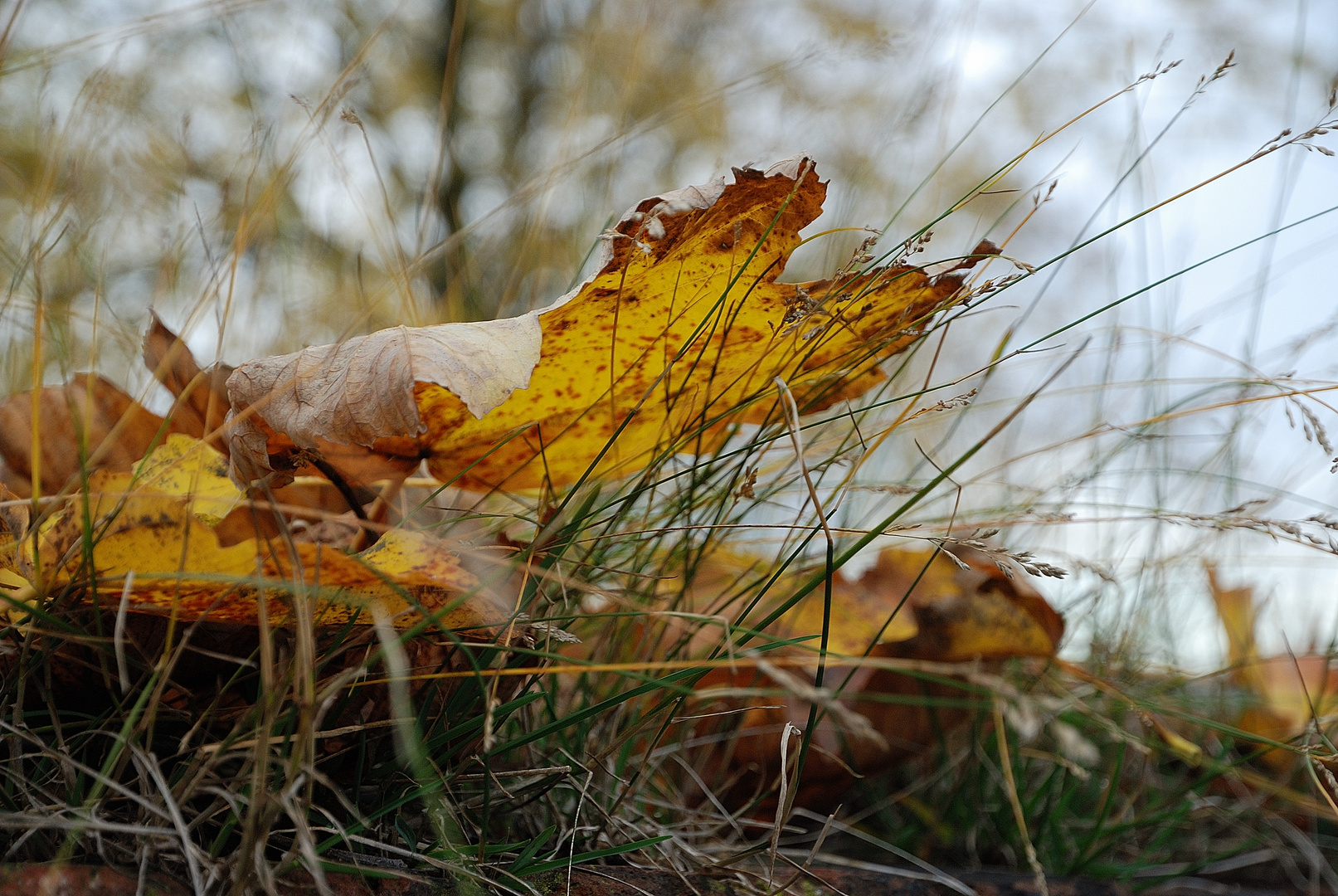 Spätherbst