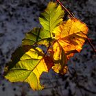 Spätherbst, der erste Schnee