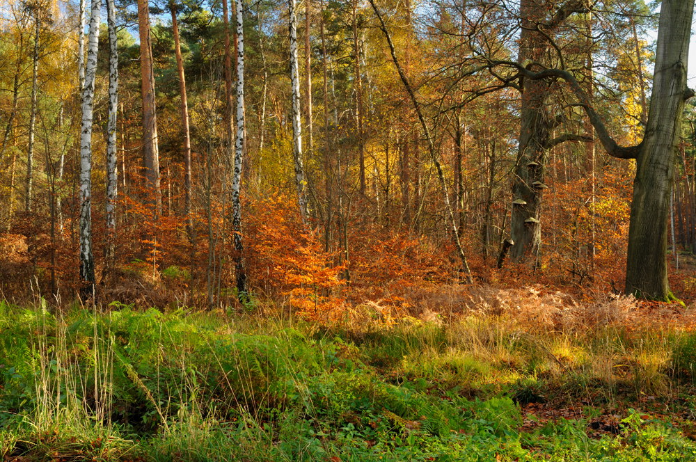 Spätherbst - Dübener Heide