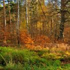 Spätherbst - Dübener Heide