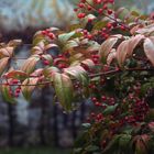 Spätherbst: Ein nebliger Morgen