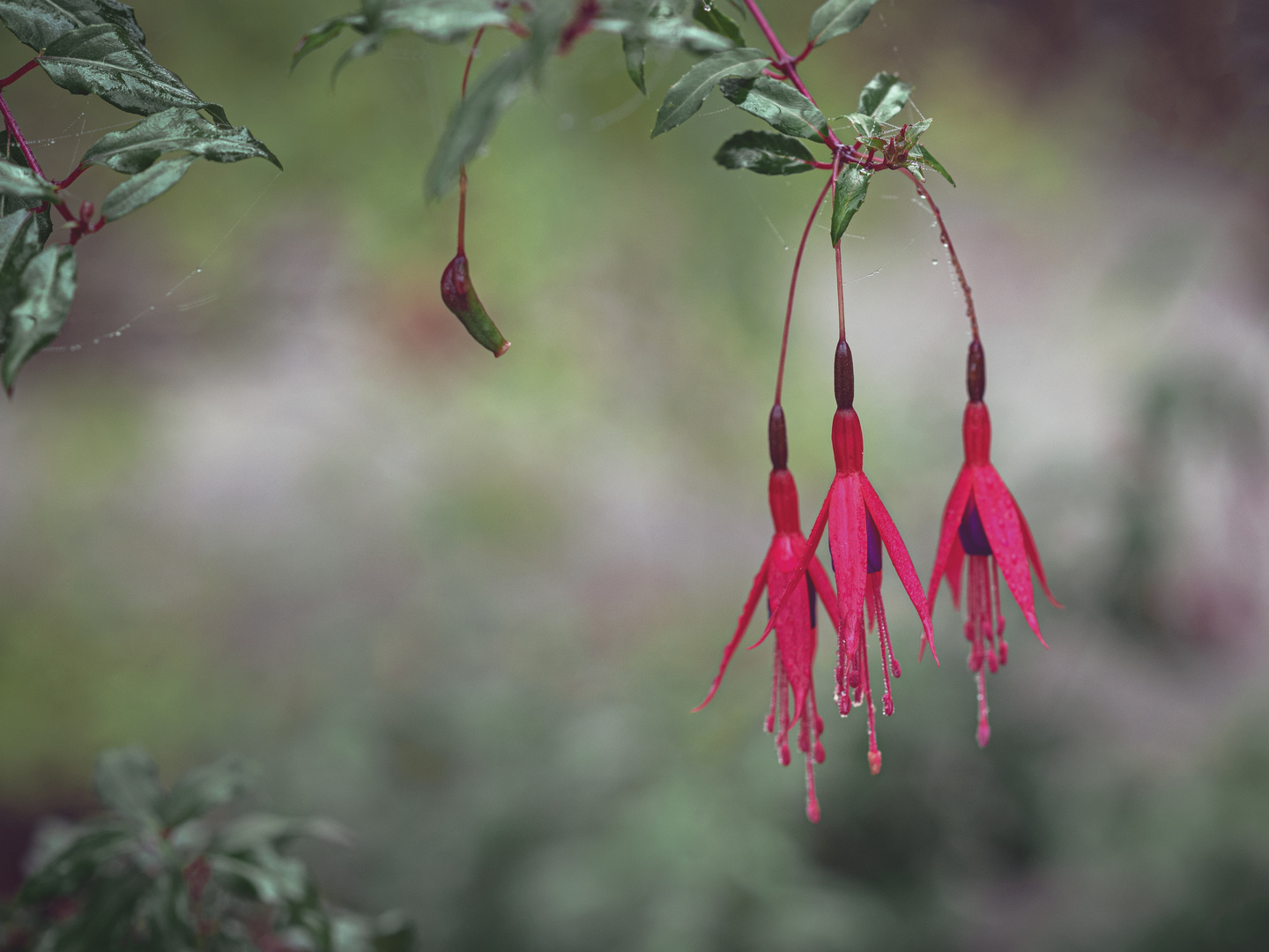 Spätherbst: Fuchsien an einem nebligen Morgen