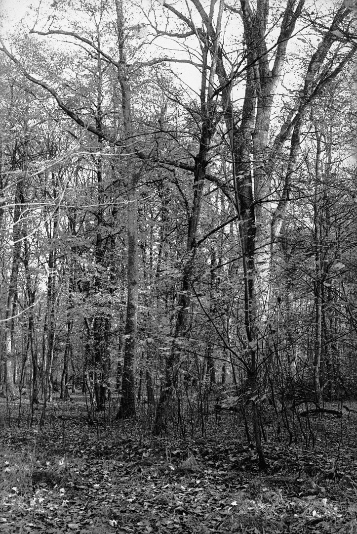 Spätherbst im Bischemer Wald 