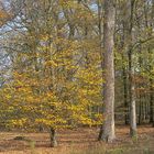 Spätherbst im Bischemer Wald