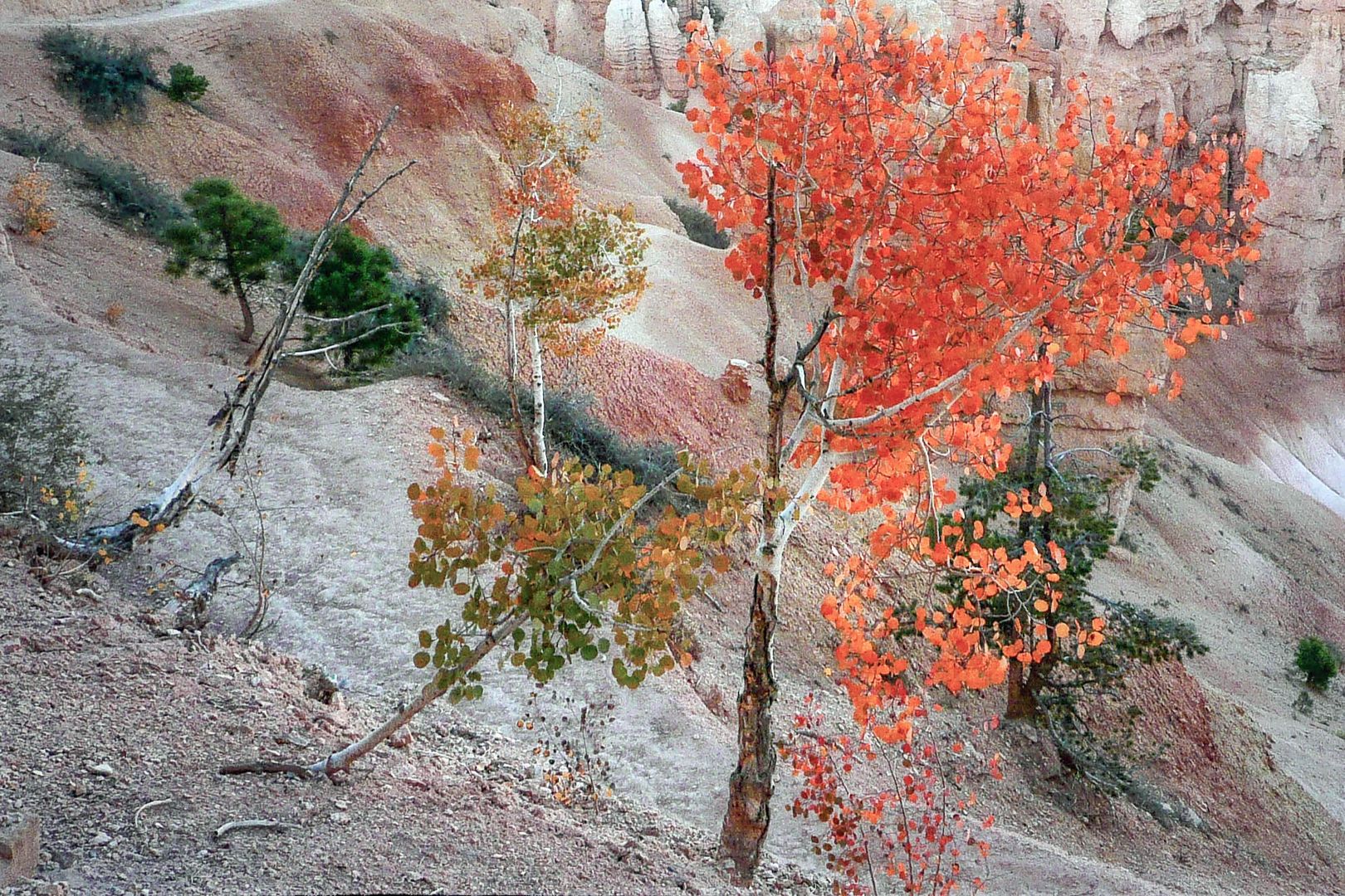 Spätherbst im Bryce Canyon 