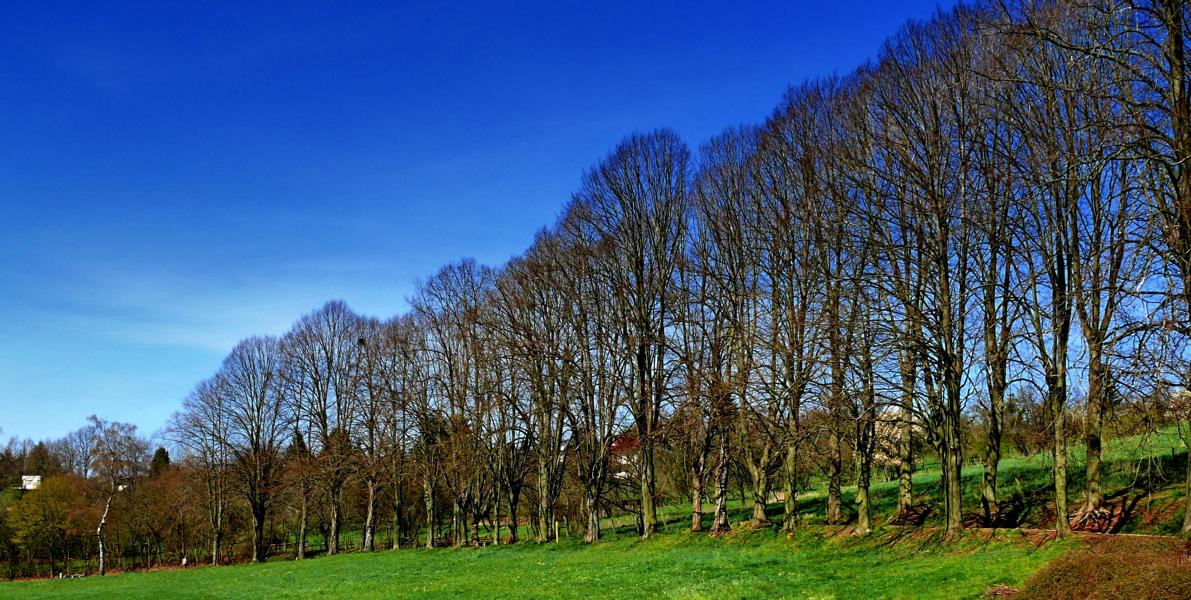 Spätherbst im Dezember