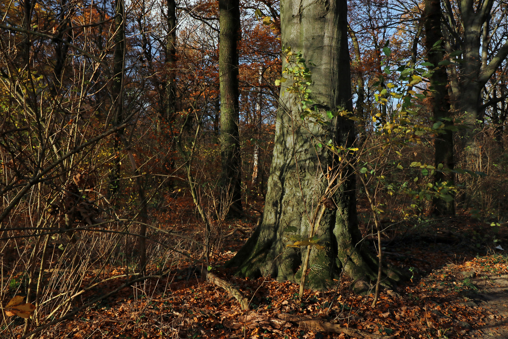 Spätherbst im Gehölz