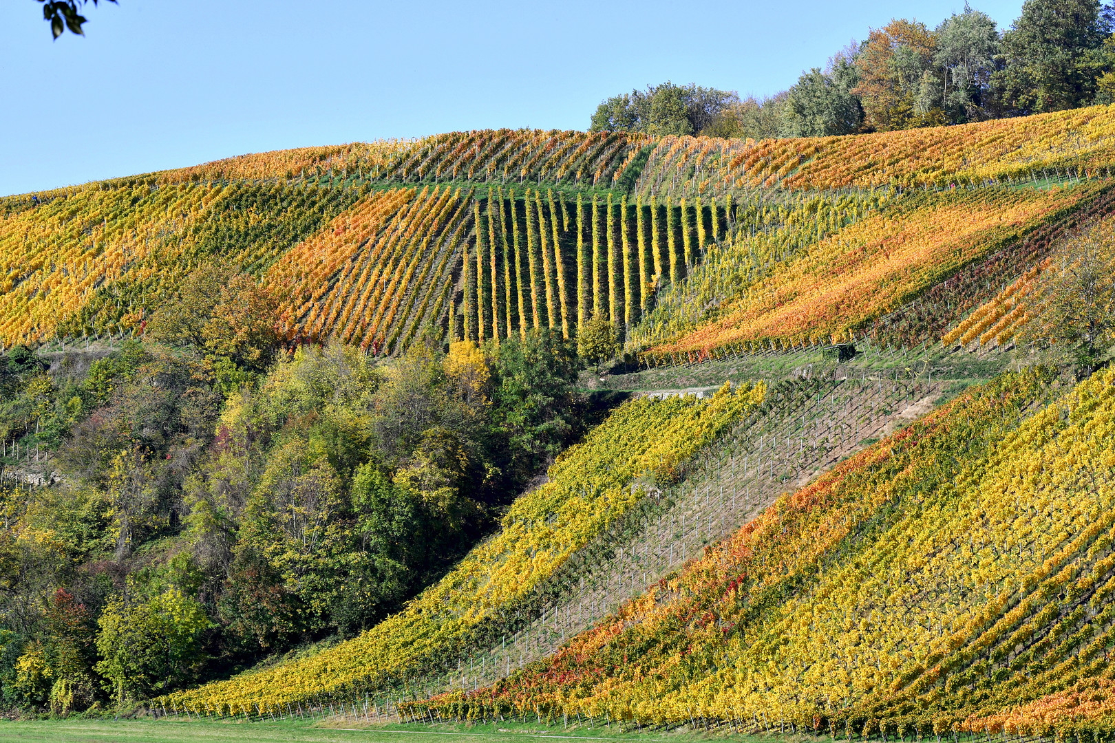 Spätherbst im Glottertal V