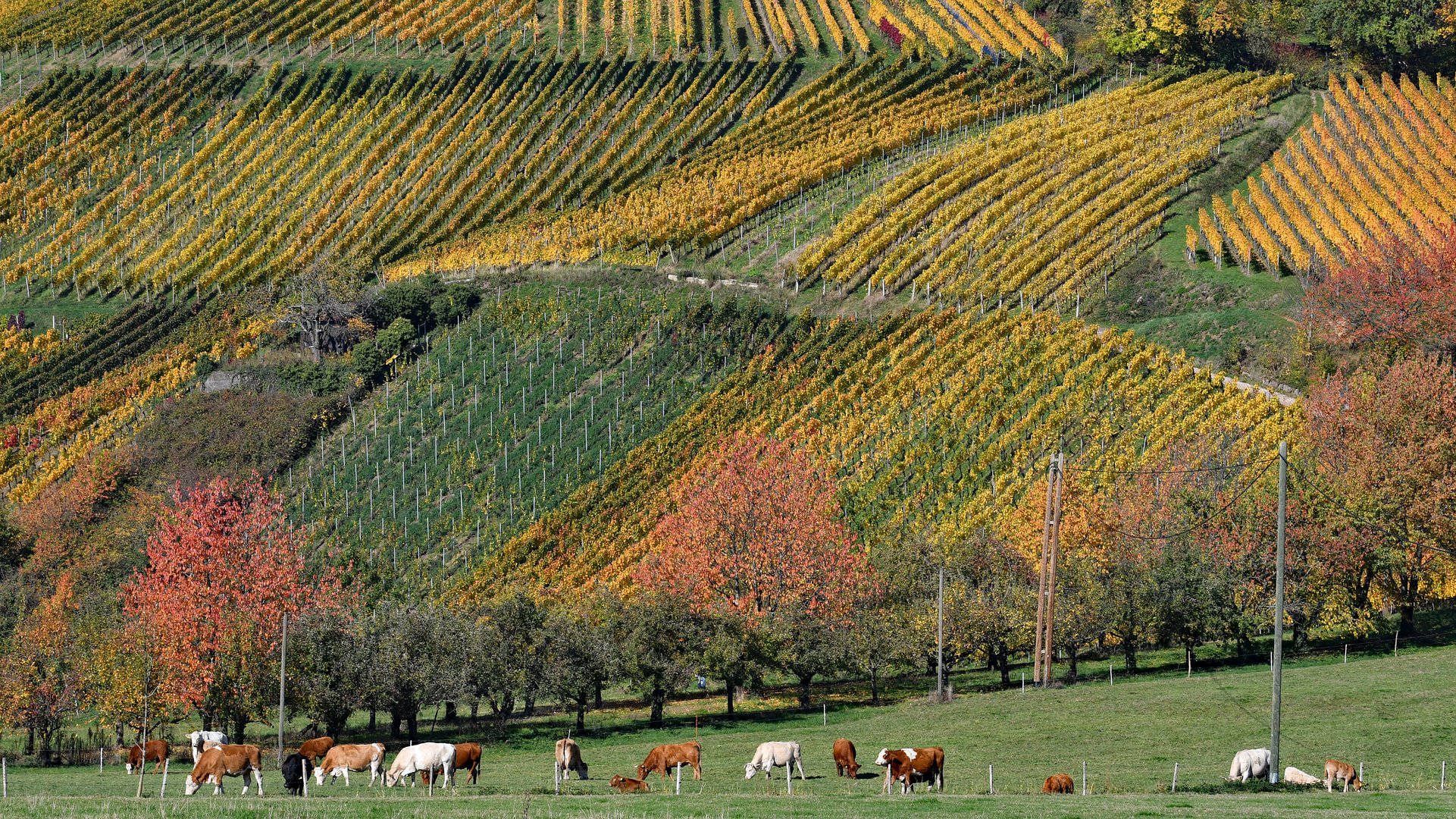 Spätherbst im Glottertal VI